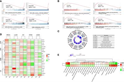 Pan-cancer analysis of chromothripsis-related gene expression patterns indicates an association with tumor immune and therapeutic agent responses